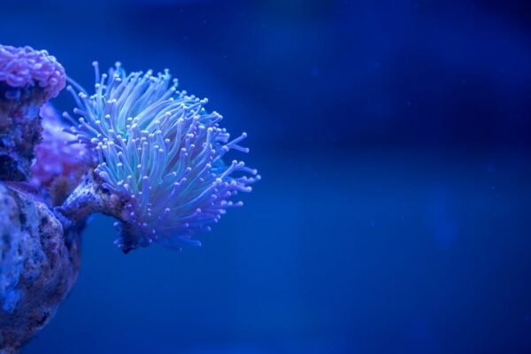 La importancia de preservar los ecosistemas de arrecifes de coral